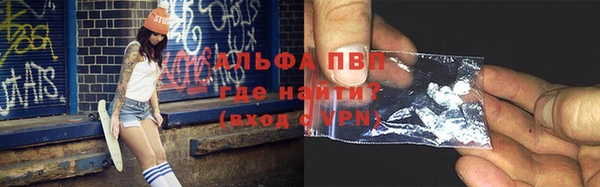 прущие грибы Инта